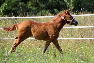 Horse standing in ranch