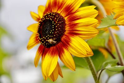 Close-up of sunflower