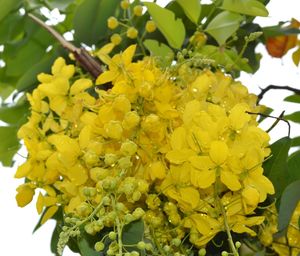 Close-up of yellow flower