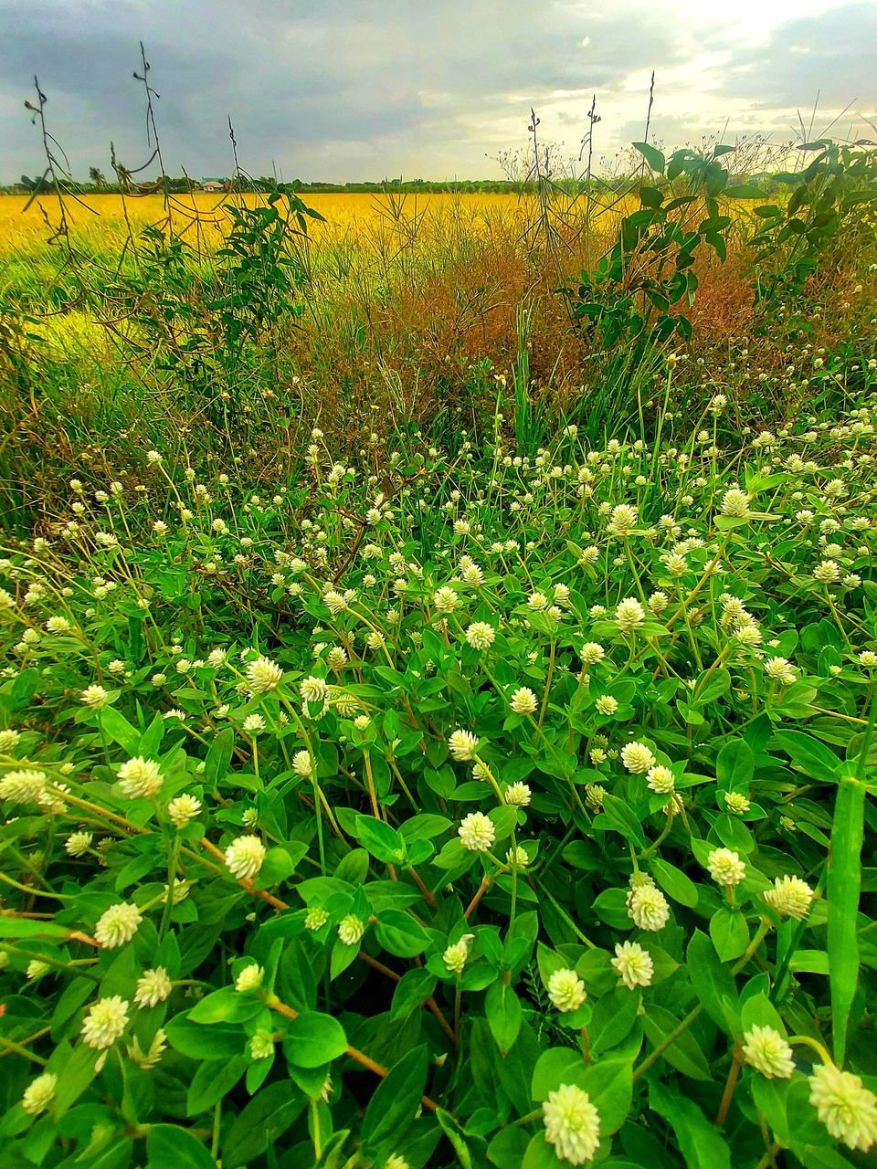 YELLOW FLOWERS GROWING ON FIELD