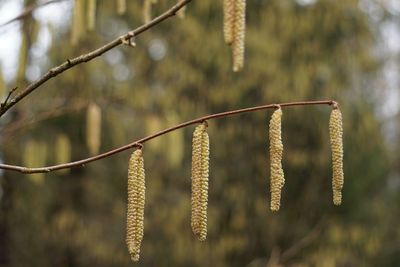 Close-up of plants against blurred background