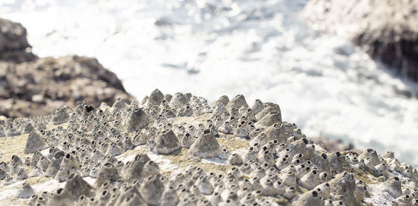 Close-up of rocks on snow covered land