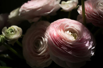 Close-up of pink roses