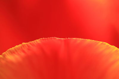 Close-up of red flower