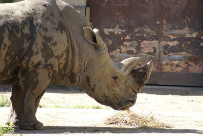 Close-up of rhinoceros