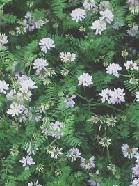 Close-up of white flowers