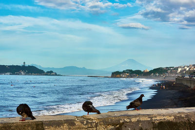 Birds on beach in the morning