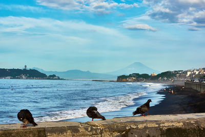 Birds on beach in the morning