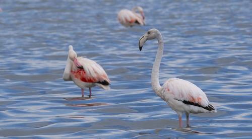 Birds in a lake