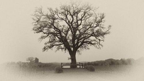 Bare tree on field against clear sky