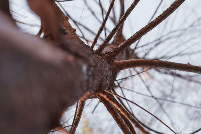 Close-up of dead tree