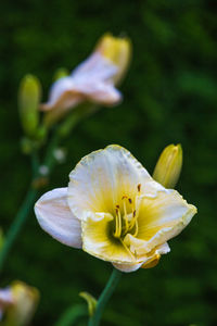 Close-up of white flowering plant on field