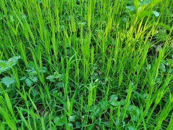 Full frame shot of fresh green field