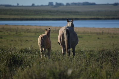 Horse grazing on field