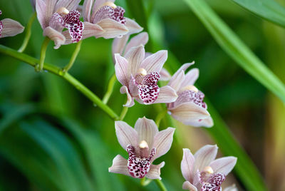 Close-up of butterfly pollinating on purple flower