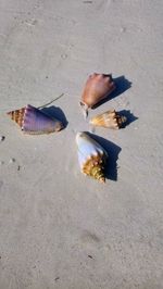 High angle view of fish on beach