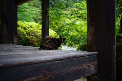 Cat sitting on wood