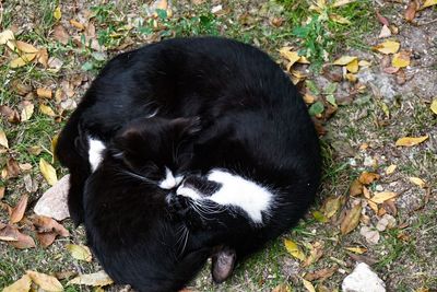 High angle view of black cat on field