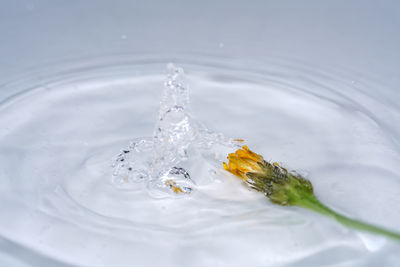 Close-up of water splashing in glass