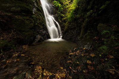 Scenic view of waterfall in forest