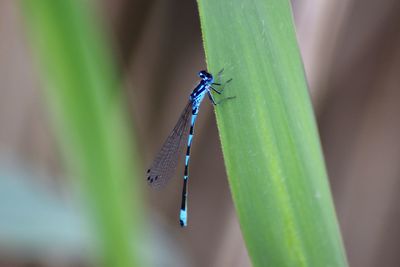 Close-up of insect on leaf against blurred background