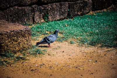 Bird perching on a land