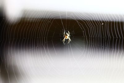 Spider on web