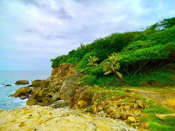 Trees growing on rocks by sea against sky