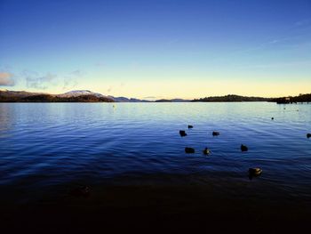 Ducks swimming in lake against blue sky