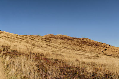 Scenic view of field against clear blue sky