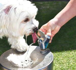 Cropped hand assisting dog while feeding water