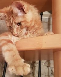 Close-up of ginger cat sitting