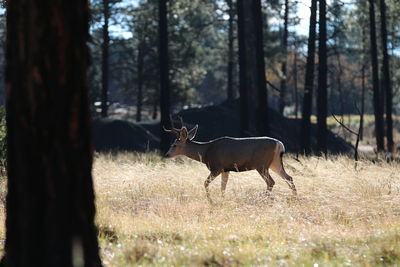 Deer in forest