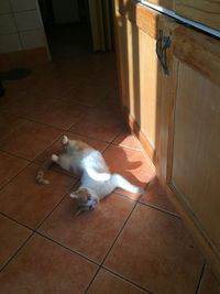 High angle view of cat on floor at home