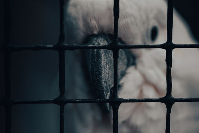 Close-up of an animal seen through metal fence