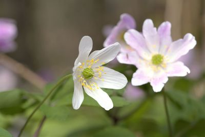 Close-up of white flowering plant