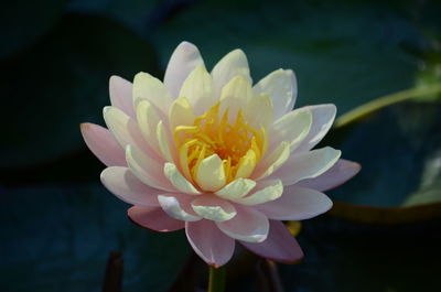 Close-up of water lily