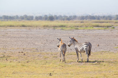 Zebras on a field