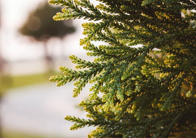 Close-up of pine tree branch