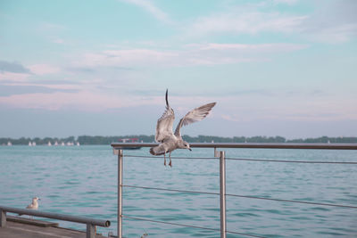 Bird flying over sea against sky