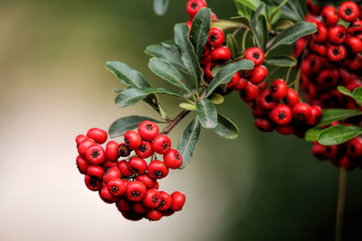 Close-up of fruits growing on tree