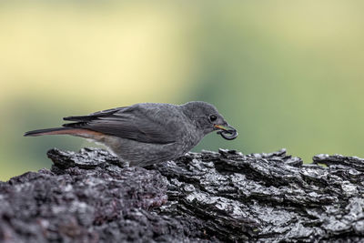 Close-up of bird perching on rock