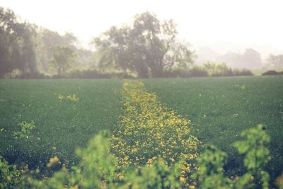 Plants growing on field