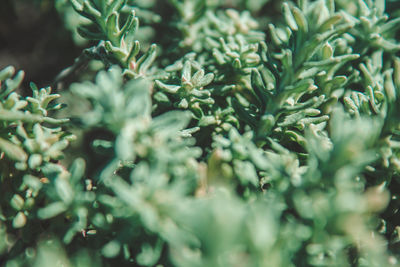 Close-up of fresh green plants