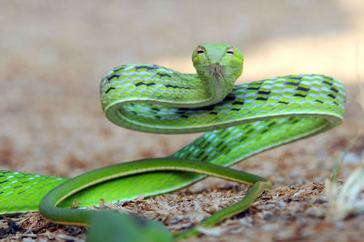 Close-up of green lizard on land