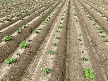 Scenic view of agricultural field