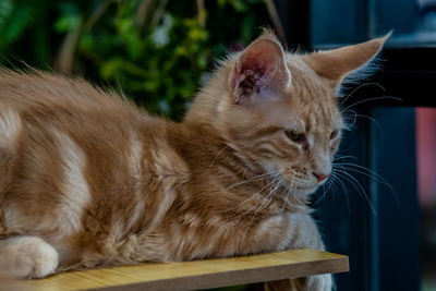 Close-up of a cat looking away