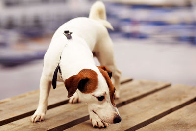 View of a dog on wood