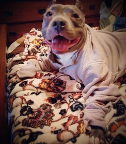 Portrait of dog sitting on bed at home