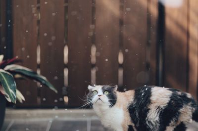 Close-up of cat by water